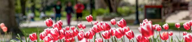 Spring on Ohio State's campus